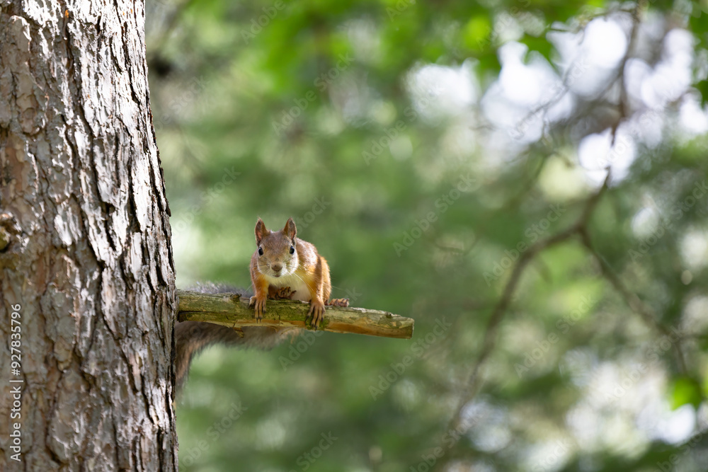 The red squirrel, sciurus vulgaris, in a public park in Finland. The red squirrel, sciurus vulgaris, in a public park in Finland.