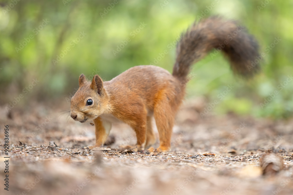 The red squirrel, sciurus vulgaris, in a public park in Finland. The red squirrel, sciurus vulgaris, in a public park in Finland.