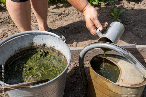 Gardener mixes water with nettle manure.