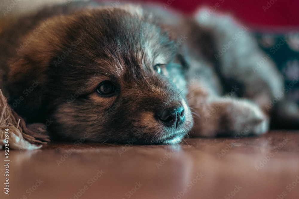 Portrait of a cute dog's head lying on the floor. He feels sad and nostalgic