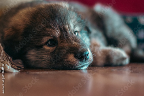 Obraz na płótnie Portrait of a cute dog's head lying on the floor. He feels sad and nostalgic w salonie