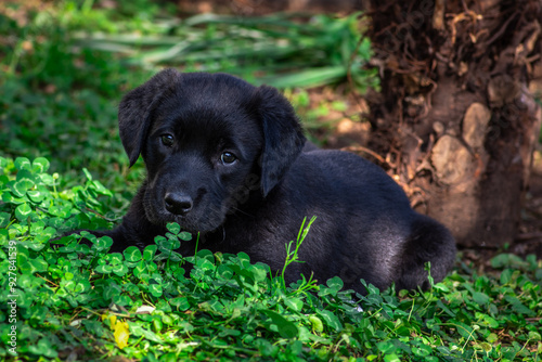 Obraz na płótnie Portrait of a cute dog lying in the green grass. w salonie