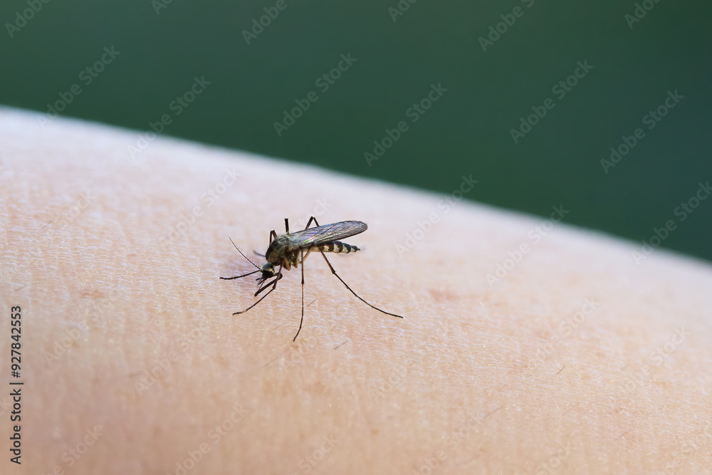 Mosquito on human skin showing its details. Mosquito on human skin showing its details.