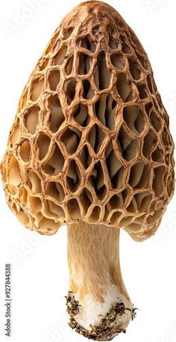 common morel isolated on transparent background -  with Detailed Scaly Cap and Thick Stem Close-Up
