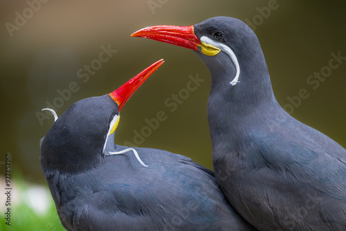 Pair of Inca Terns (Larosterna inca)
