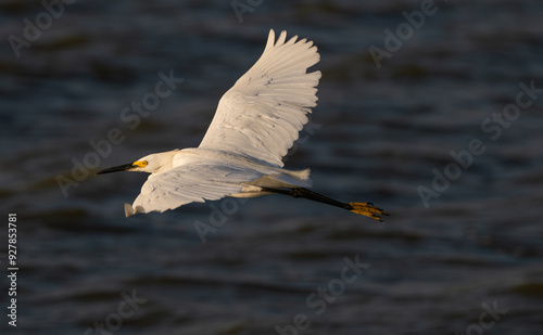 Great egret, or white heron, in flight over a lake.