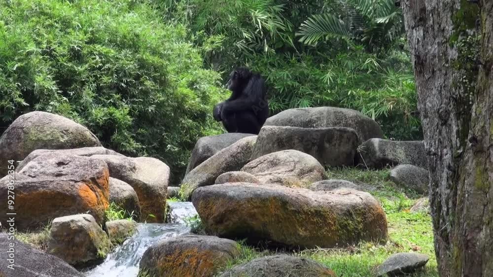 A black bear is sitting on a rock near a stream. The bear is looking at the camera A black bear is sitting on a rock near a stream. The bear is looking at the camera