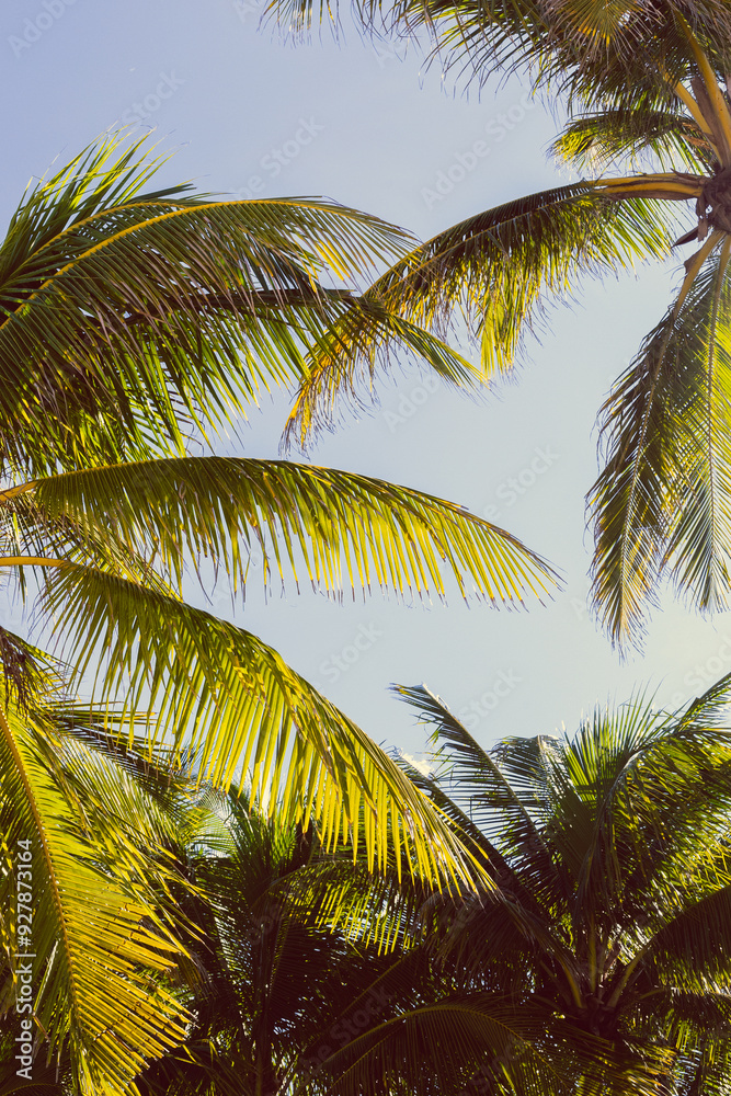 Fototapeta premium Tropical palm tree with sun light on sky background. Beautiful natural exotic view