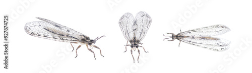 Fényképezés Large adult giant ant lion - Vella Americana