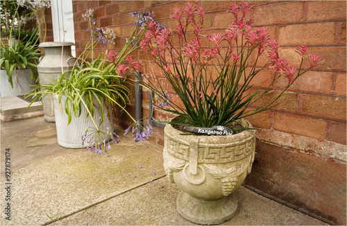 A stoe planter with a pink Kangaroo Paw plant