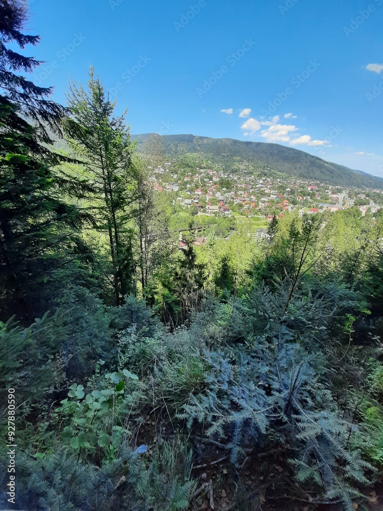 Fototapeta premium forest in the mountains