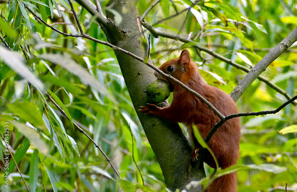 A squirrel sits in a tree with a nut in its teeth. A squirrel sits in a tree with a nut in its teeth.