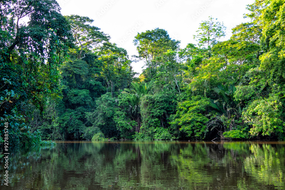 Beautiful lush green tropical forest jungle scenery seen from a boat in Tortuguero National Park in Costa Rica Beautiful lush green tropical forest jungle scenery seen from a boat in Tortuguero National Park in Costa Rica