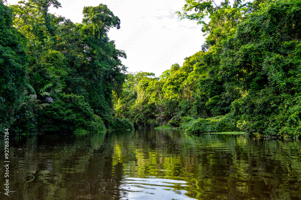 Beautiful lush green tropical forest jungle scenery seen from a boat in Tortuguero National Park in Costa Rica Beautiful lush green tropical forest jungle scenery seen from a boat in Tortuguero National Park in Costa Rica