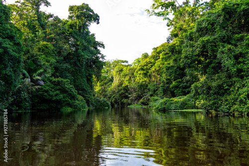 Beautiful lush green tropical forest jungle scenery seen from a boat in Tortuguero National Park in Costa Rica