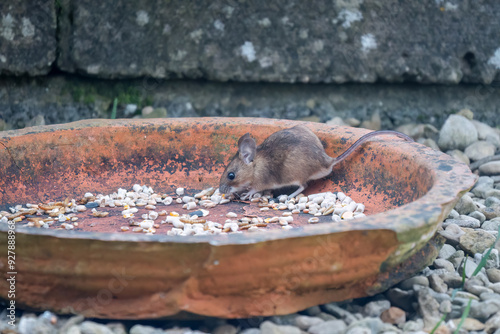 close-up of a wood mouse (long tailed field, Apodemus sylvaticus) feeding in a garden patio area photo