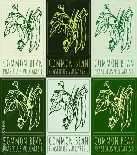 Set of vector drawing COMMON BEAN in various colors. Hand drawn illustration. Latin name is PHASEOLUS VULGARIS L.
