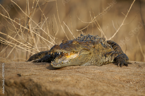Fényképezés Mugger crocodile Crocodylus palustris medium-sized broad-snouted crocodile, also