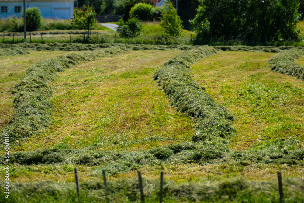 Freshly cut grass in a field waiting to be collected. Freshly cut grass in a field waiting to be collected.