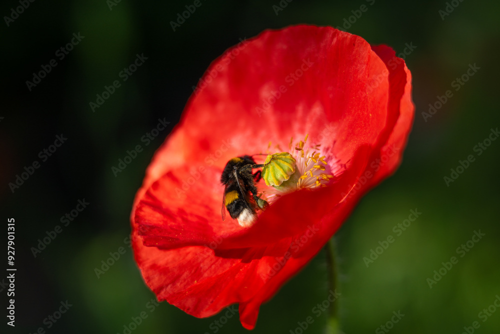 Bumblebee visiting a blooming poppy flower. Bumblebee visiting a blooming poppy flower.
