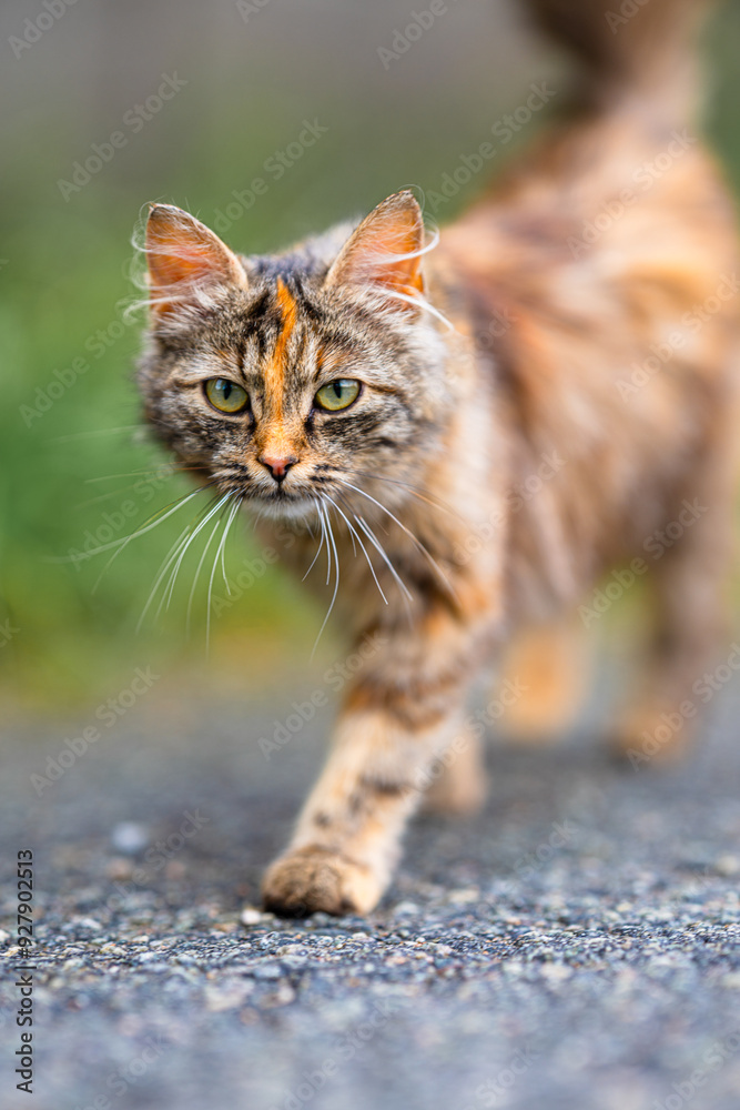 Naklejka premium Cute brown and black cat looking into the camera.