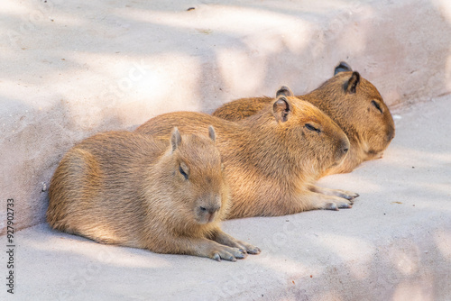 Three capybara in the park photo