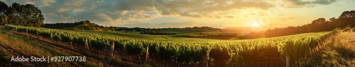 Sunset Enchantment in an anime-style Vineyard: A Tranquil Vineyard Landscape for Tasting Events, Vineyard Promotion, and Creative Marketing,Anime-Style,illustration,Picture BooksFor Poster,Novel,UI,WE