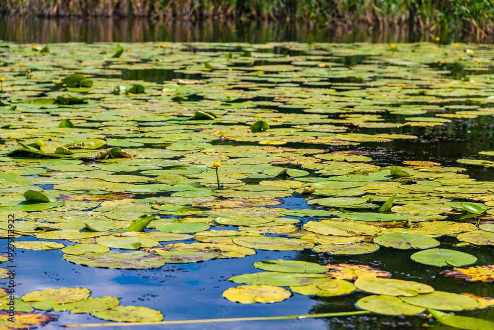 Swamp surface covered with the water lily plants Swamp surface covered with the water lily plants