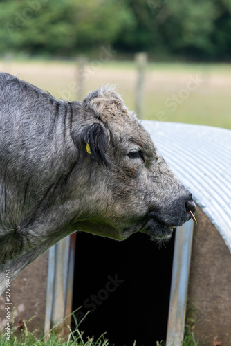 Head shot of an Albion bull photo