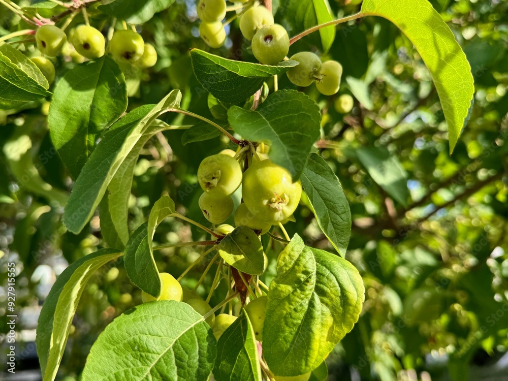 Fototapeta premium European crab apple-forest apple. Close up.