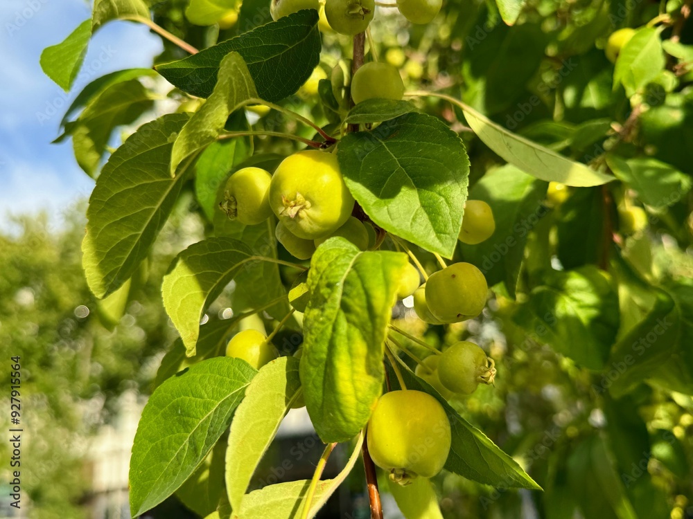 European crab apple-forest apple. Close up.
European crab apple-forest apple. Close up.