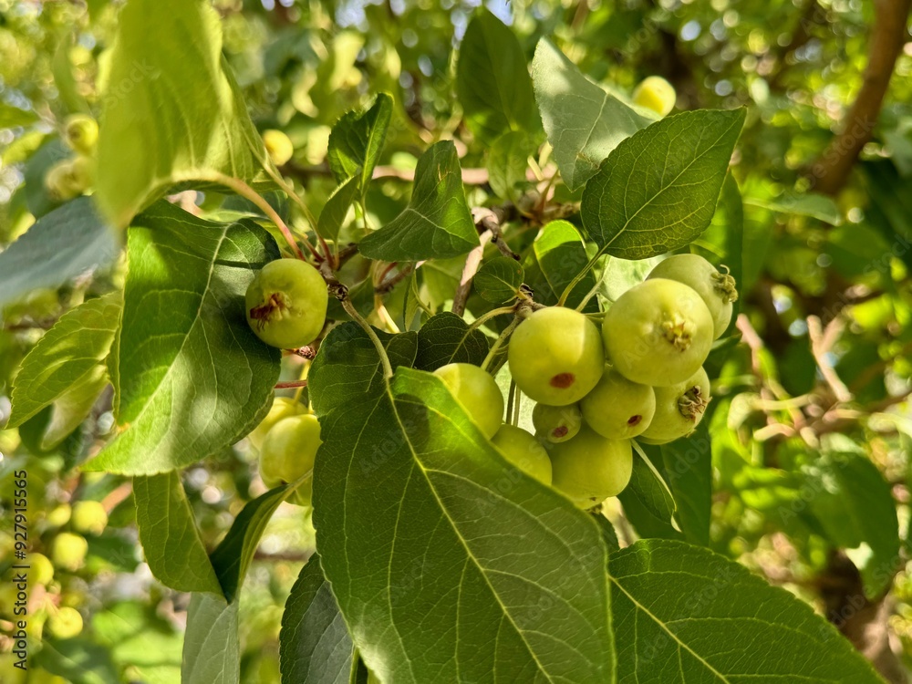 European crab apple-forest apple. Close up.
European crab apple-forest apple. Close up.