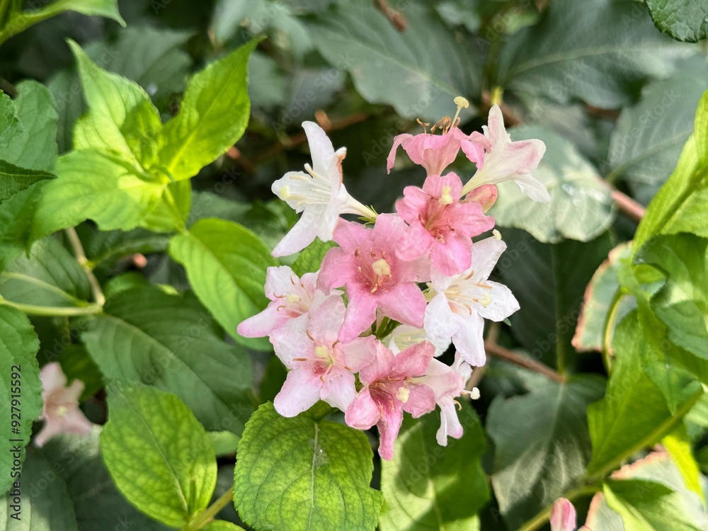 Pale Pink flowers of Weigela Florida Variegata. Floral background
Pale Pink flowers of Weigela Florida Variegata. Floral background