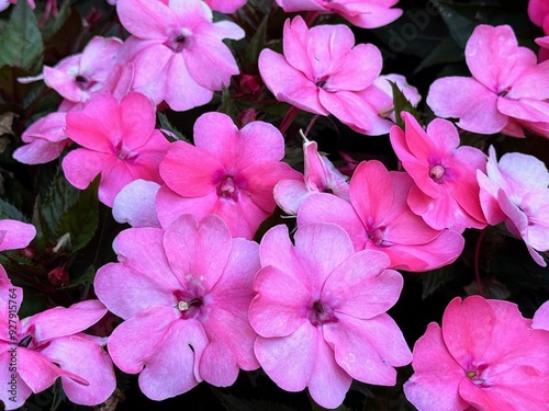 Colourful Busy lizzie flower ( Impatiens walleriana ) in a garden. 