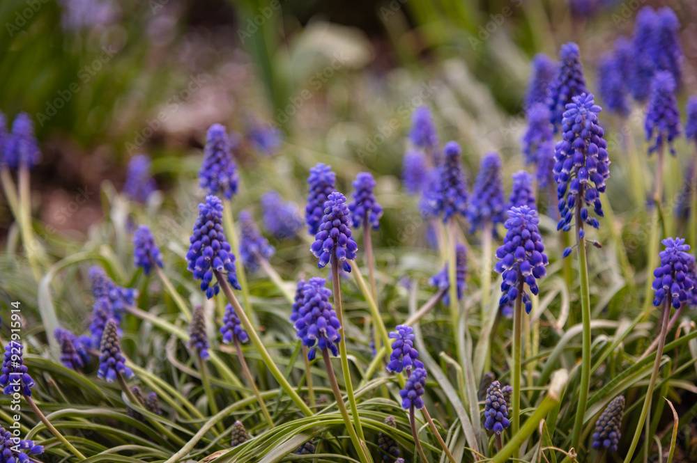 Fototapeta premium close up of lavender