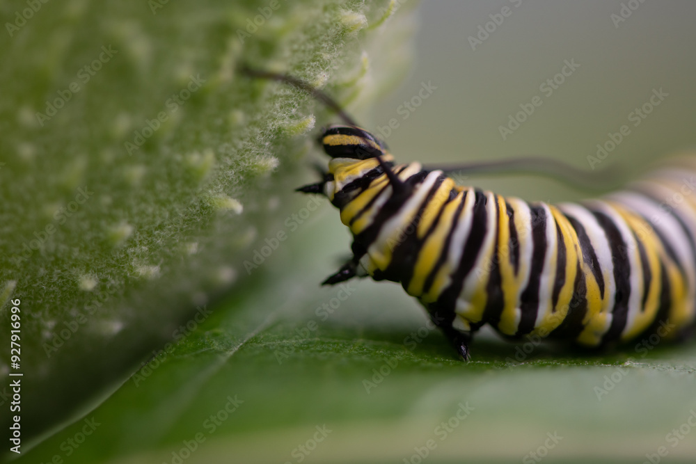 Fototapeta premium monarch caterpillar on milkweed leaf