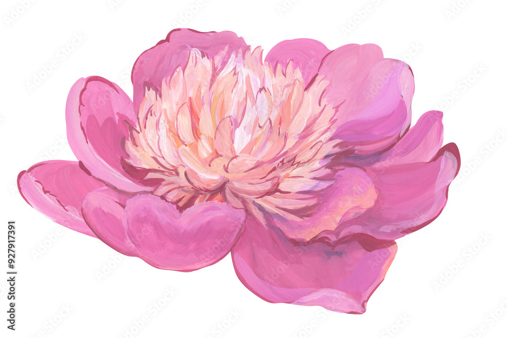 Illustration of pink peony isolated on white background Illustration of pink peony isolated on white background