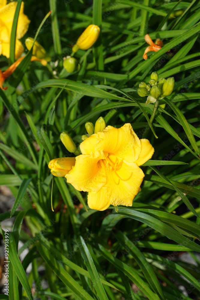 Close up of one blooming yellow flowers of Stella D'Oro, Daylily. Green leaves and buds background. Tallinn, July 2024 Close up of one blooming yellow flowers of Stella D'Oro, Daylily. Green leaves and buds background. Tallinn, July 2024