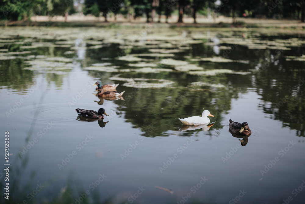 A serene scene of ducks swimming in a calm pond surrounded by trees. The peaceful water reflects the lush greenery, creating a picturesque outdoor setting. A serene scene of ducks swimming in a calm pond surrounded by trees. The peaceful water reflects the lush greenery, creating a picturesque outdoor setting.