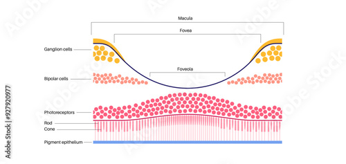 Macula fovea and foveola