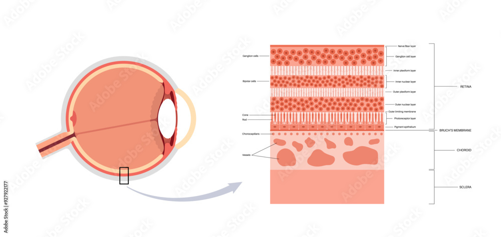 Fototapeta premium Retina structure poster