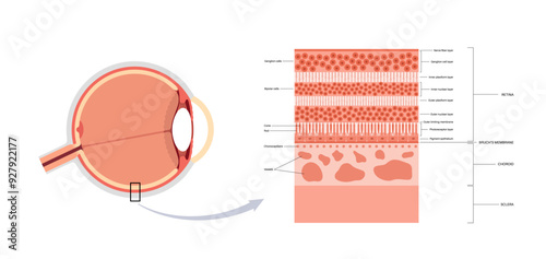 Retina structure poster