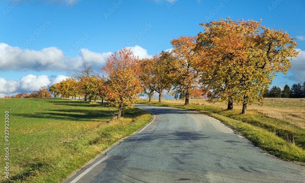 cherri trees alley, autumnal colored view cherri trees alley, autumnal colored view