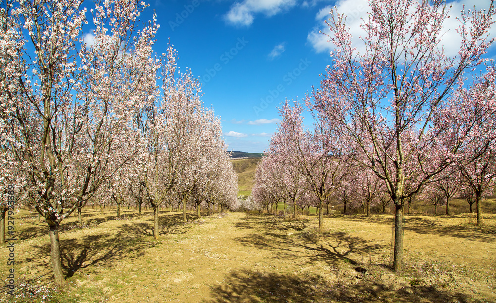 spring view of a blossoming pink almond orchard spring view of a blossoming pink almond orchard