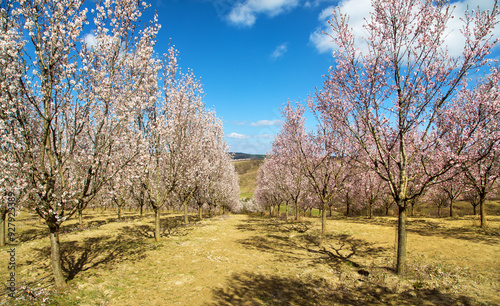 spring view of a blossoming pink almond orchard