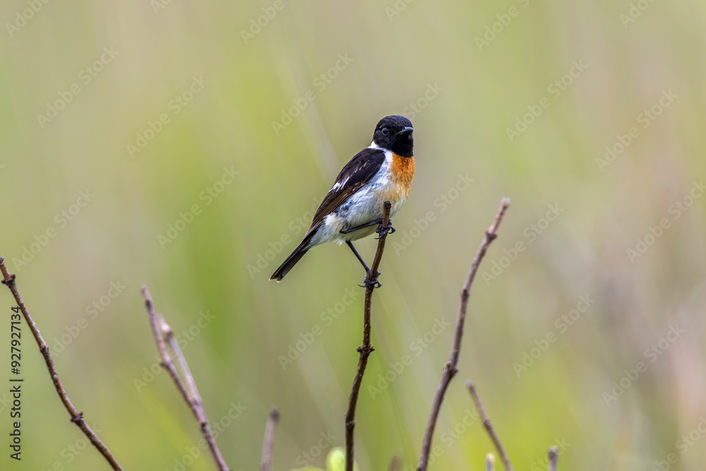 Fototapeta premium 夏の高原のノビタキ雄