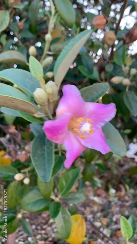 Cute pink flowers blooming in summer. Lagunaria patersonia flower. Vertical. Selective focus.