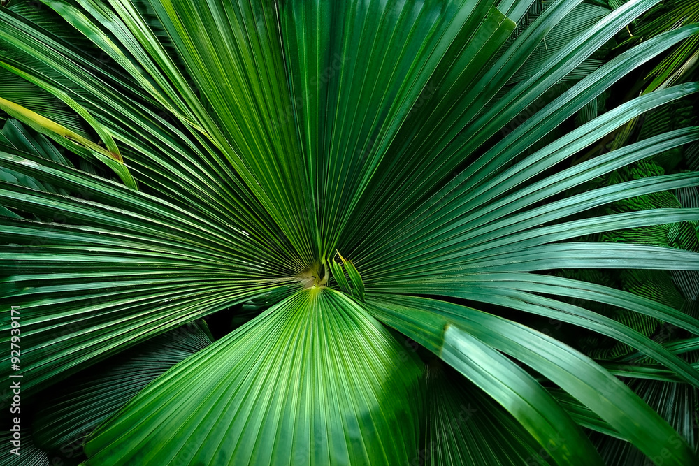 A tropical nature green leaf background concept A tropical nature green leaf background concept