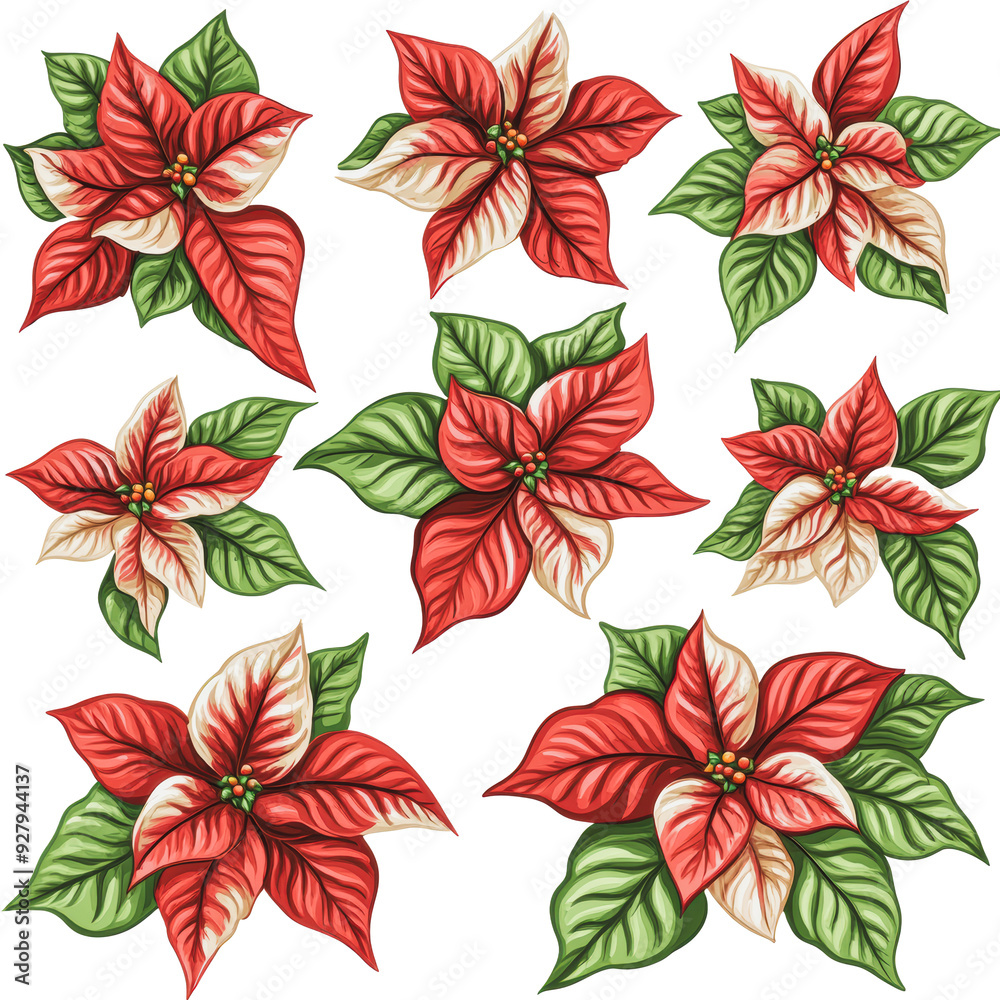 PNG Poinsettias arranged in a festive pattern PNG Poinsettias arranged in a festive pattern