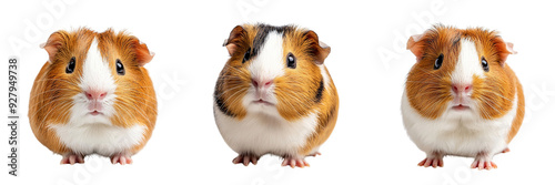 set of A Nutbrown and simple lack white guinea pig isolated on a transparent background photo